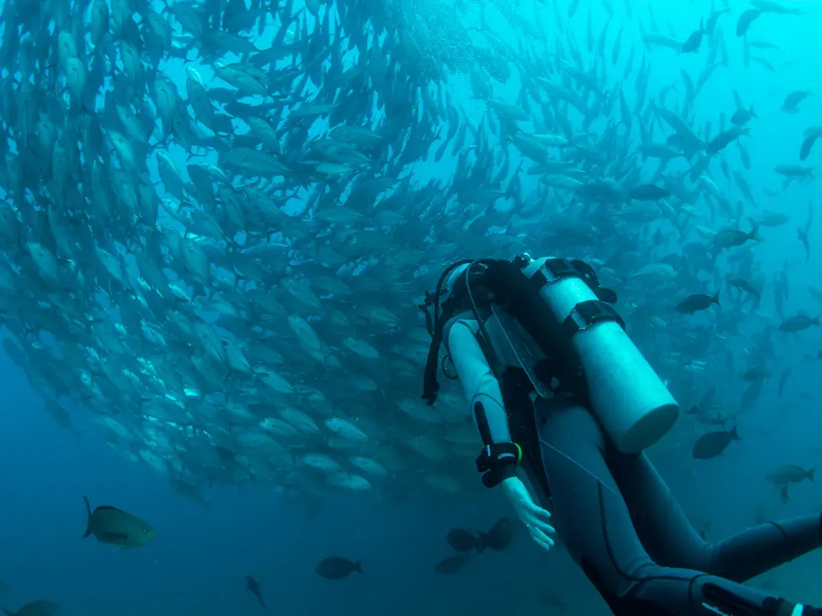 Scuba diver swimming beside a large school of fish off the East Cape coast