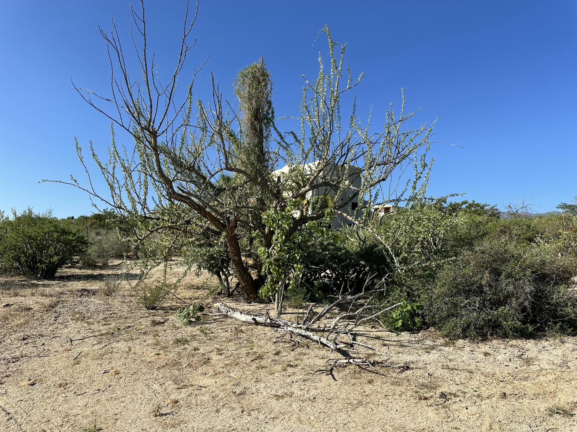 Vista Grande Lot, La Paz — photo 1 of 11