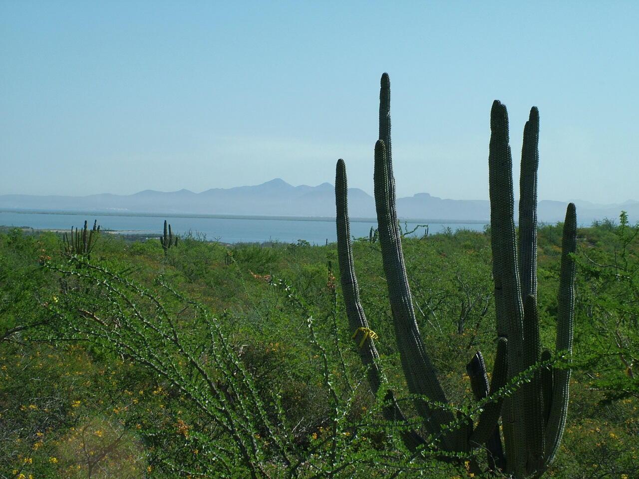 0887 Biznaga Entre 20 Y 21, Loma Vista Lot, La Paz — photo 1 of 18