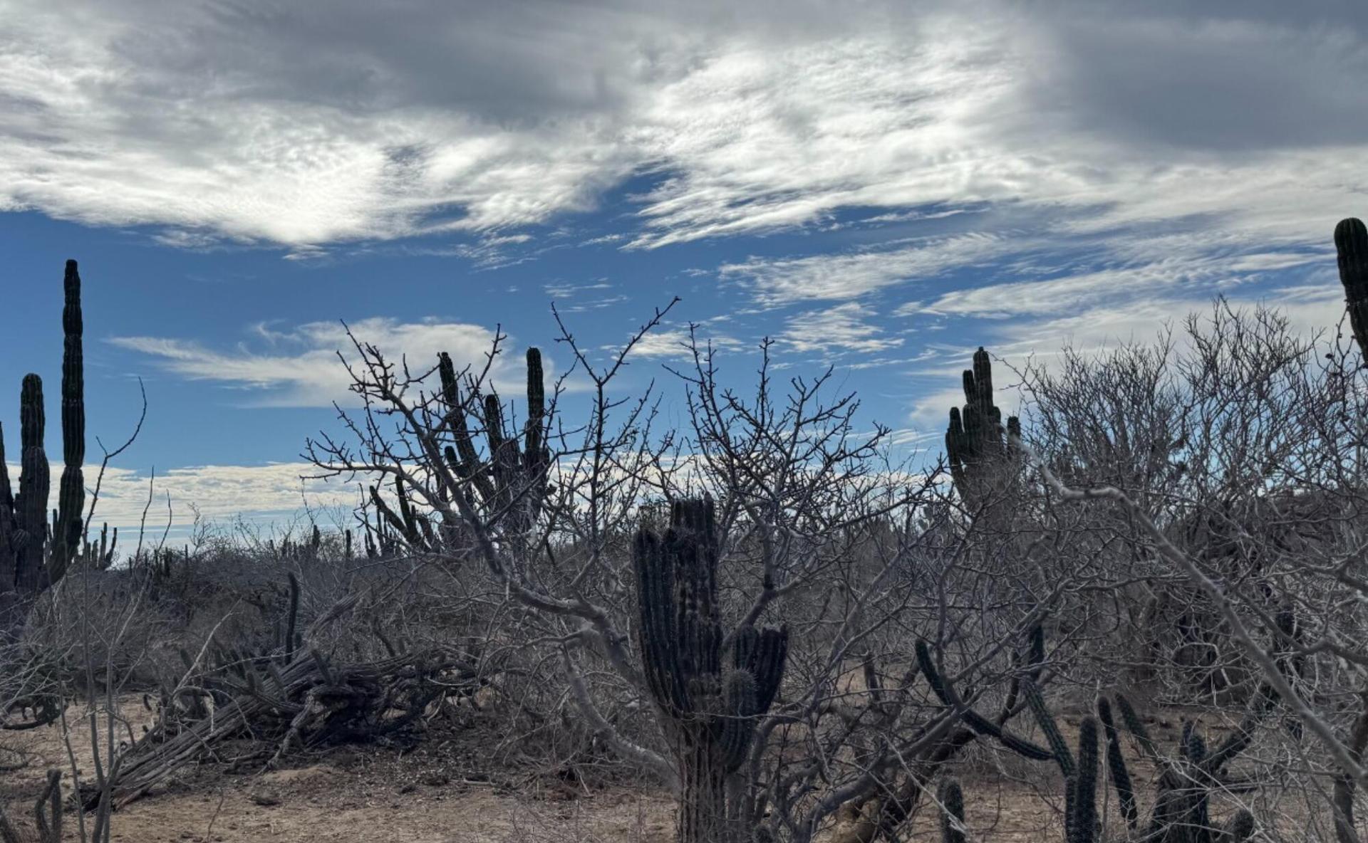 Camino De La Mojarra, Agua Blanca Lot #2, Pacific — photo 1 of 11