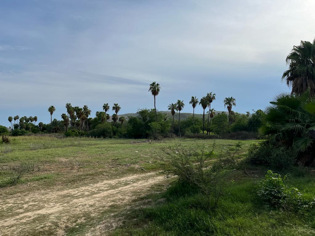Oasis Mango Huerta, San José del Cabo — photo 1 of 10