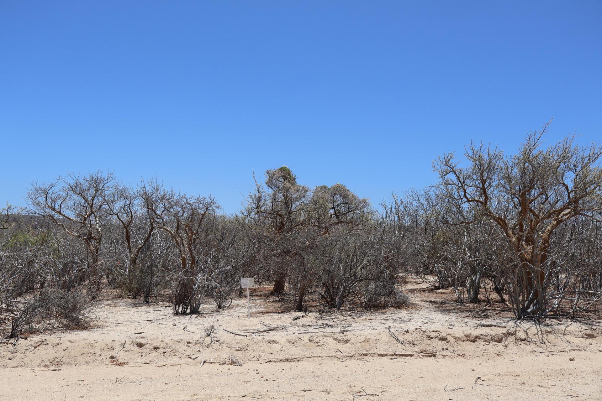 Candelilla Lot 2, East Cape — photo 1 of 11