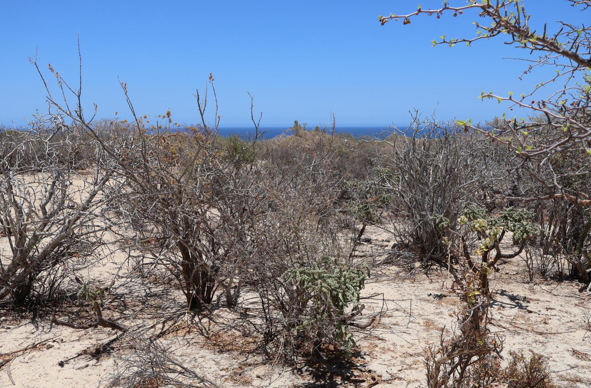 Candelilla Lot 5, East Cape — photo 1 of 12