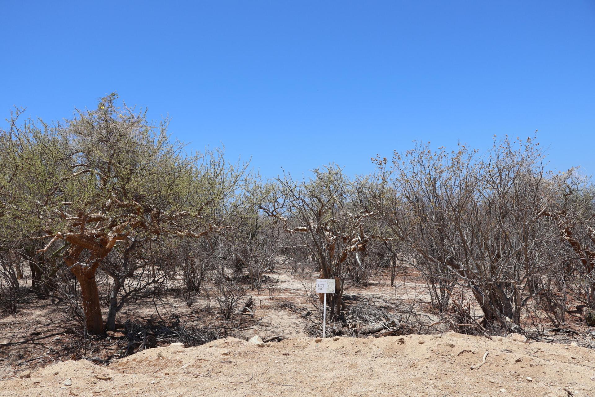Candelilla Lot 7, East Cape — photo 1 of 1