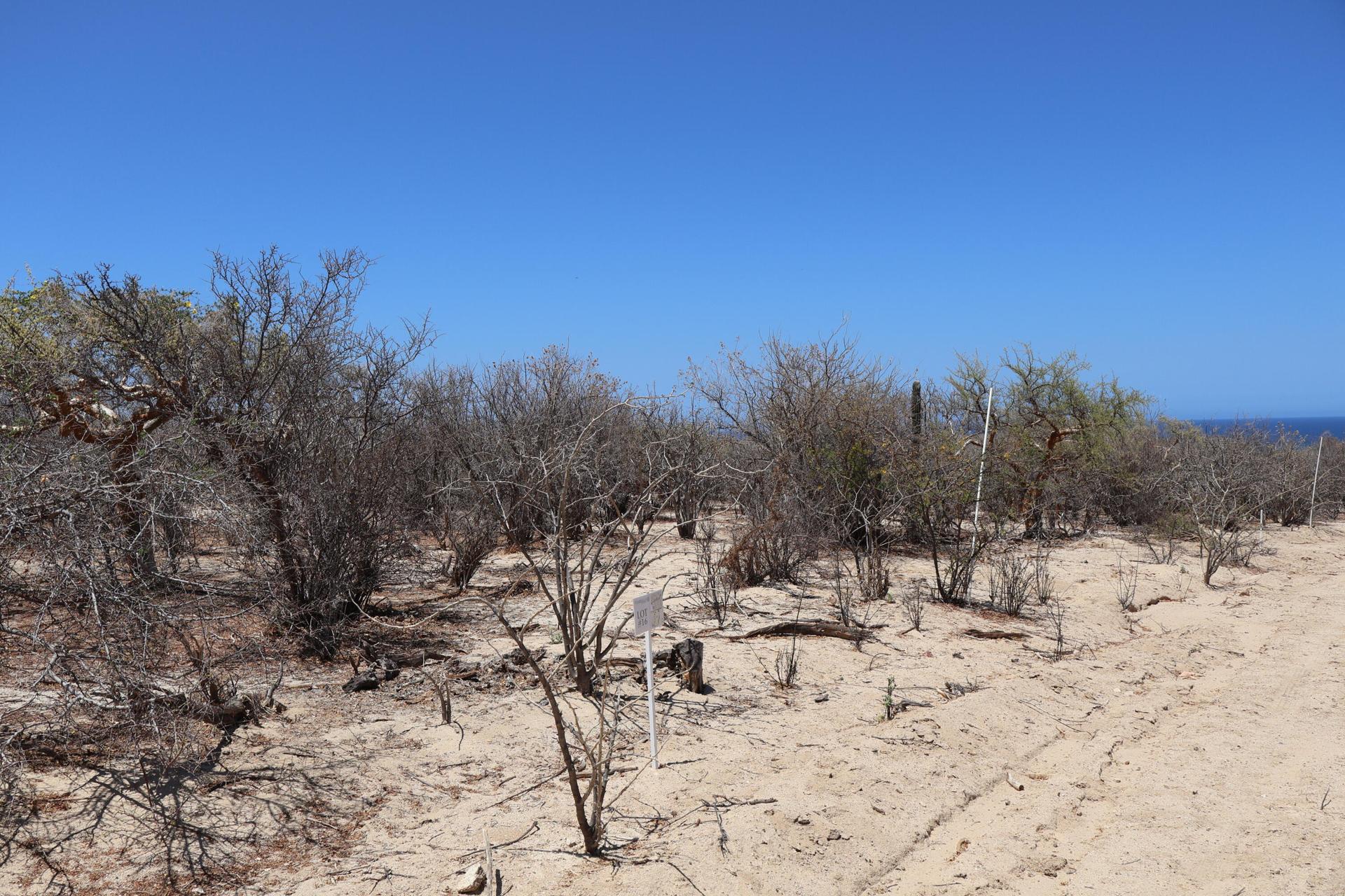 Candelilla Lot 16, East Cape — photo 1 of 15