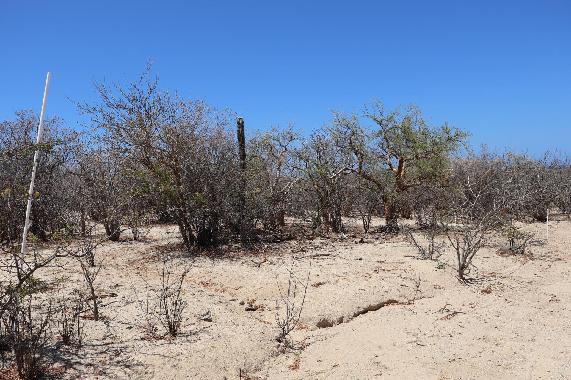 Candelilla Lot 17, East Cape — photo 1 of 15