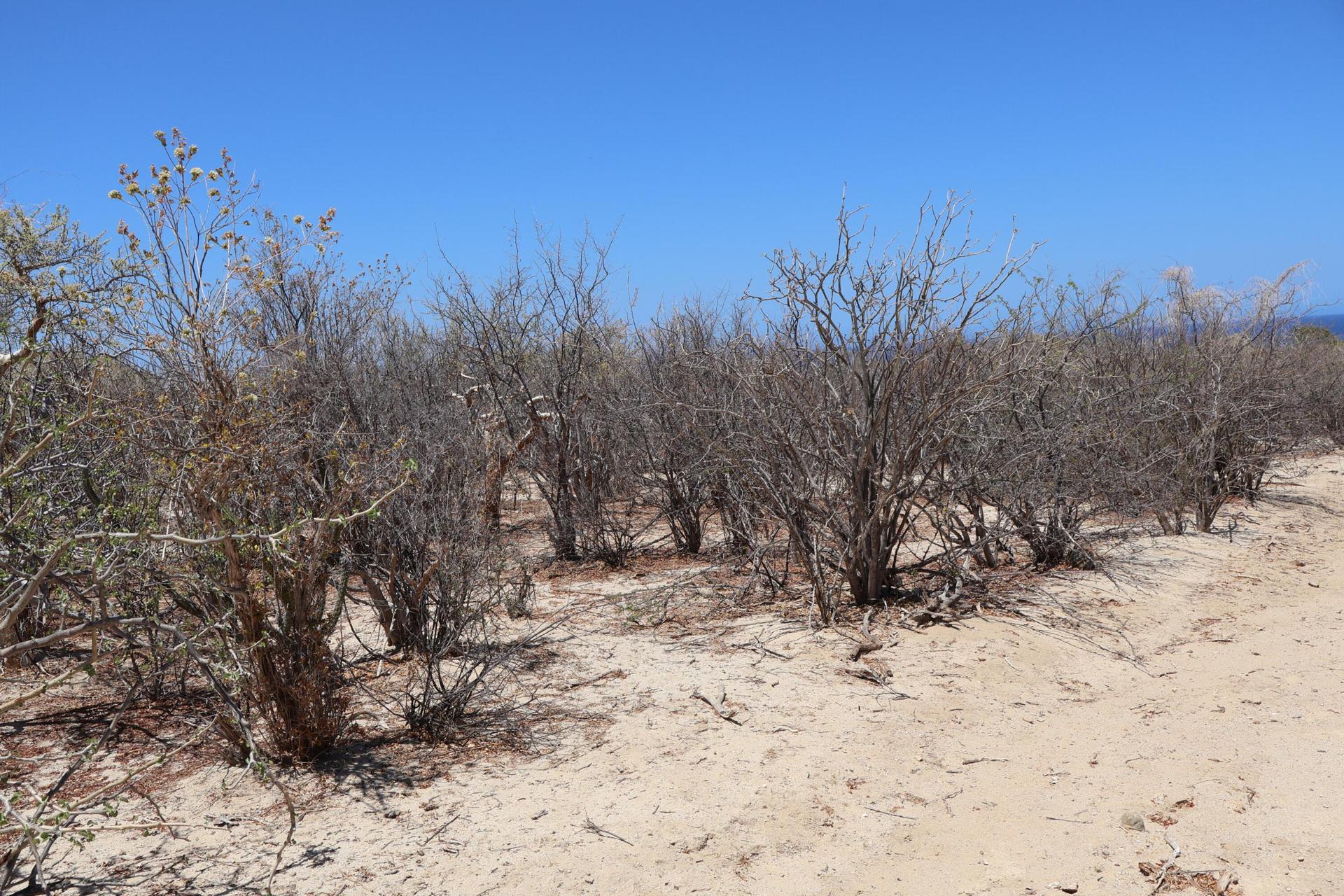 Candelilla Lot 18, East Cape — photo 1 of 13