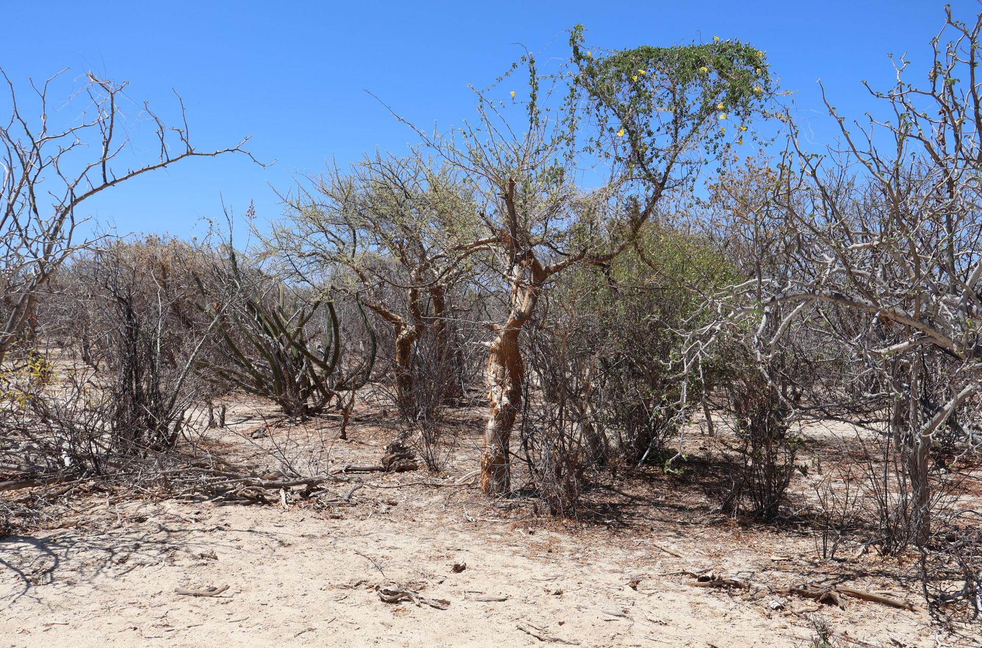 Candelilla Lot 19, East Cape — photo 1 of 14