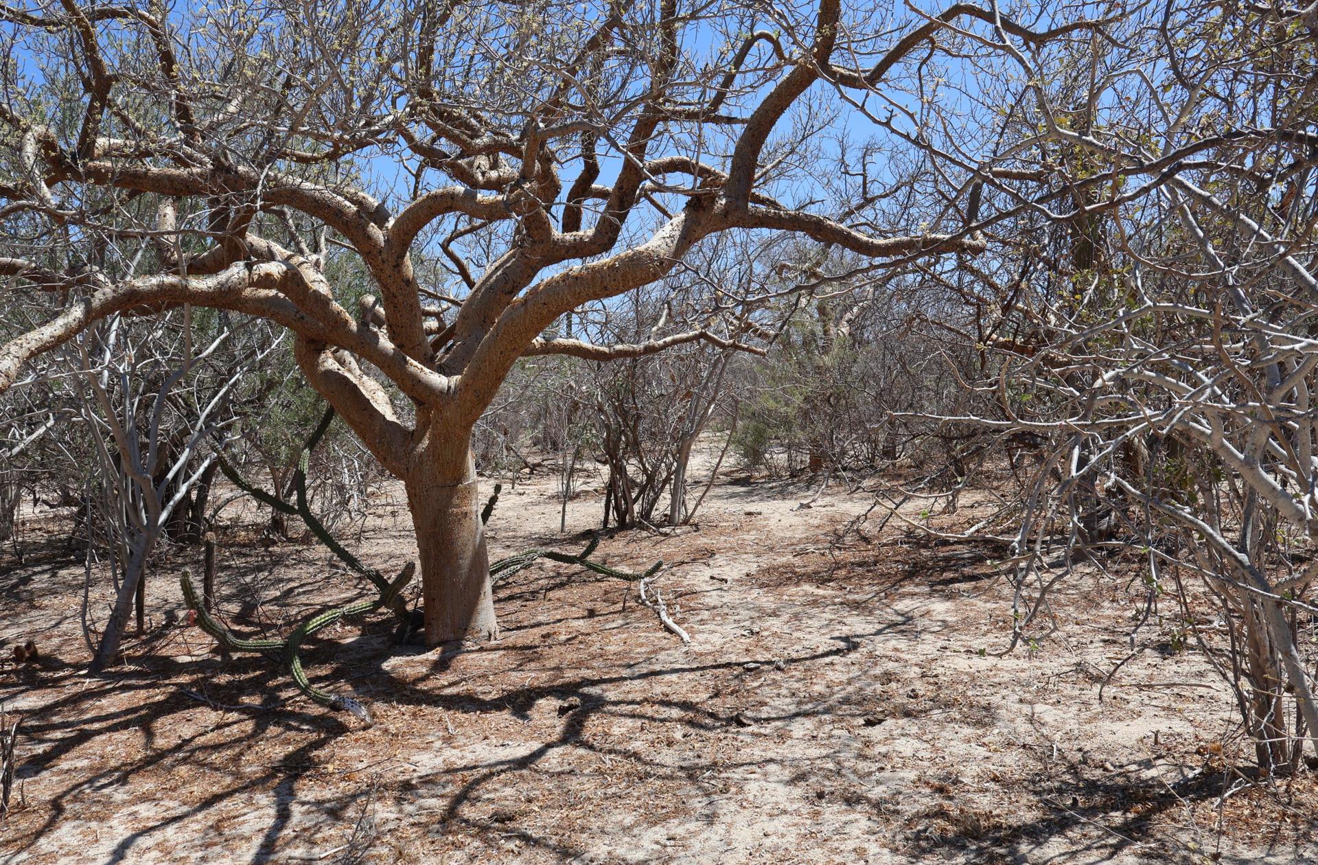 Candelilla Lot 21, East Cape — photo 1 of 15