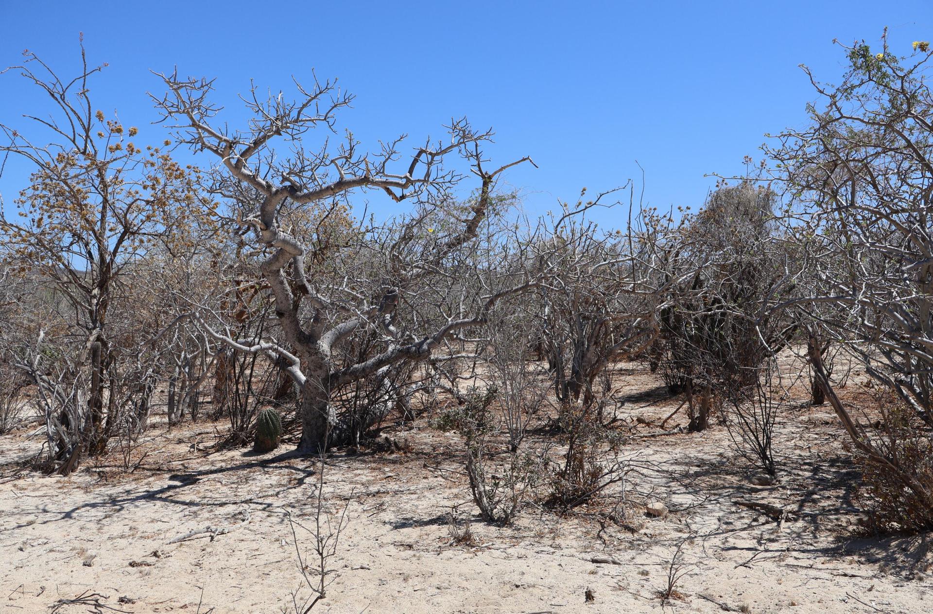 Candelilla Lot 22, East Cape — photo 1 of 15