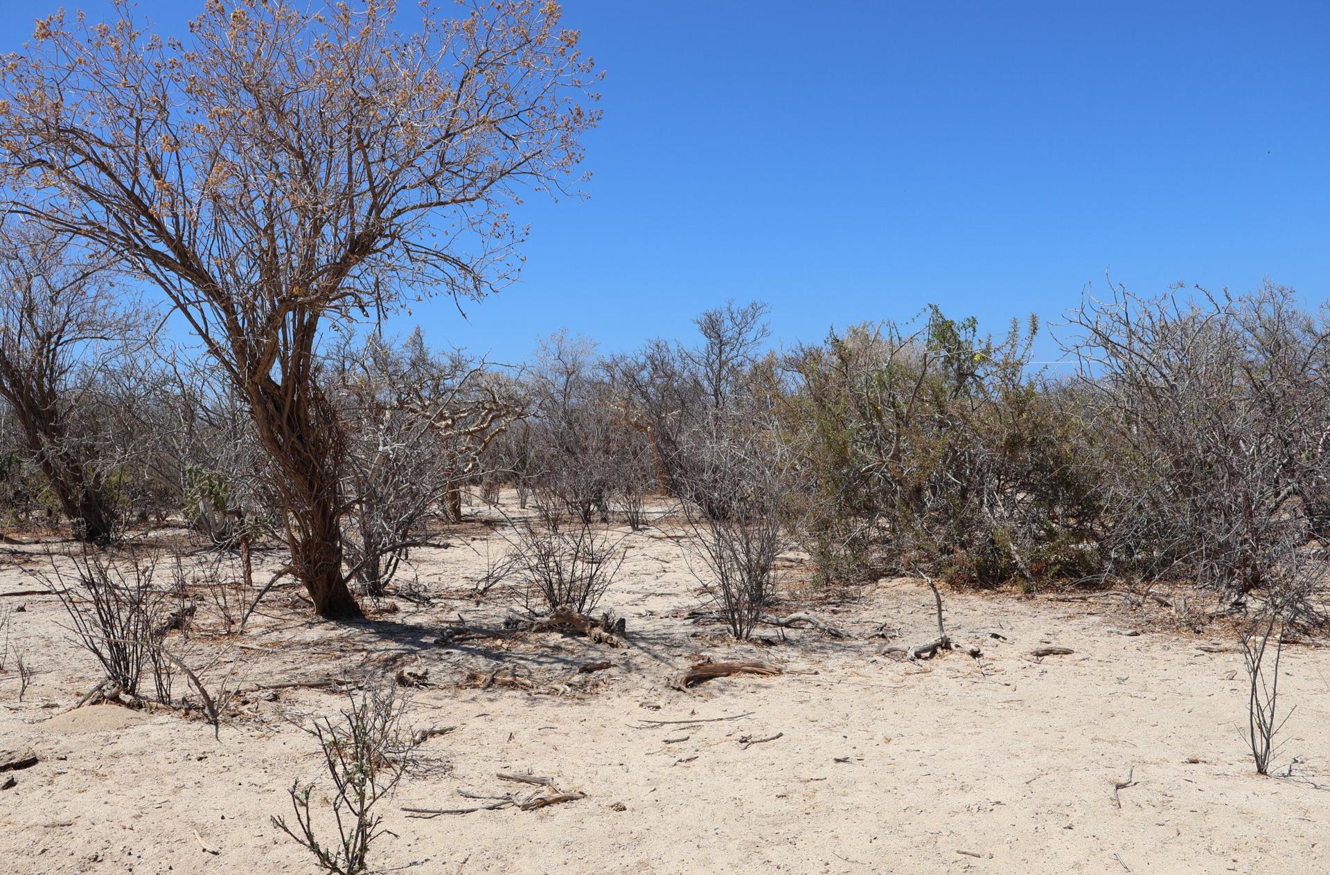 Candelilla Lot 26, East Cape — photo 1 of 13