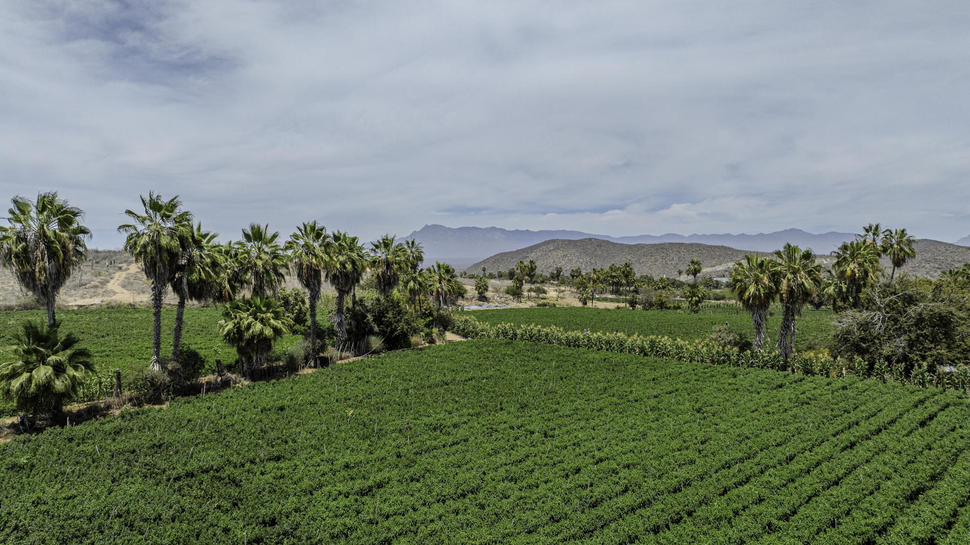 Lush Farmland, Rare Gem # 1, Pacific — photo 1 of 14