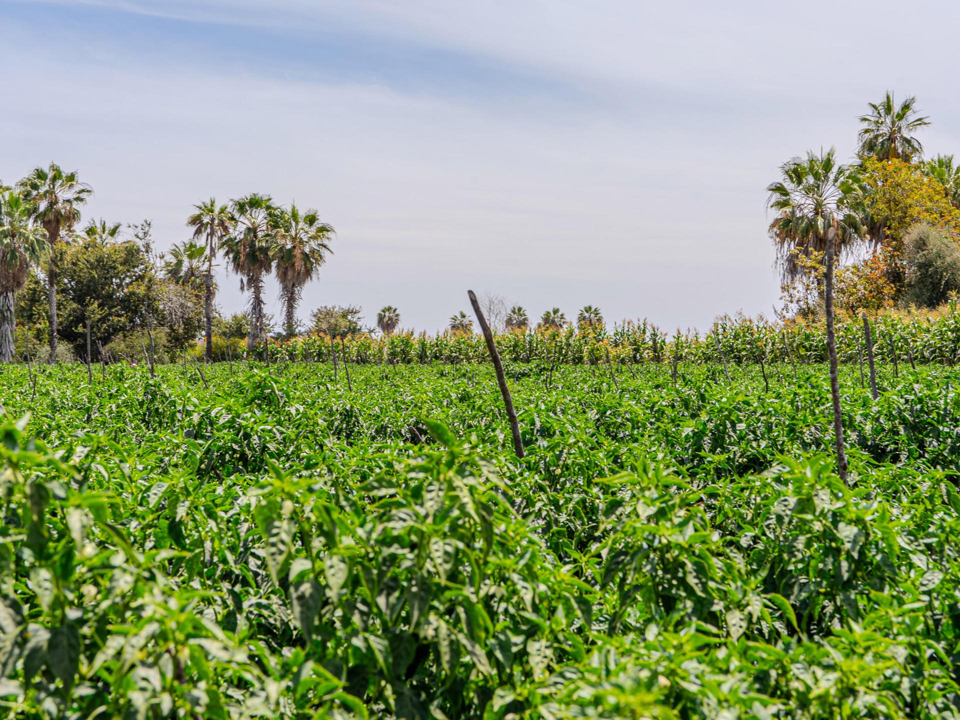 Lush Farmland, Rare Gem #2, Pacific — photo 1 of 13