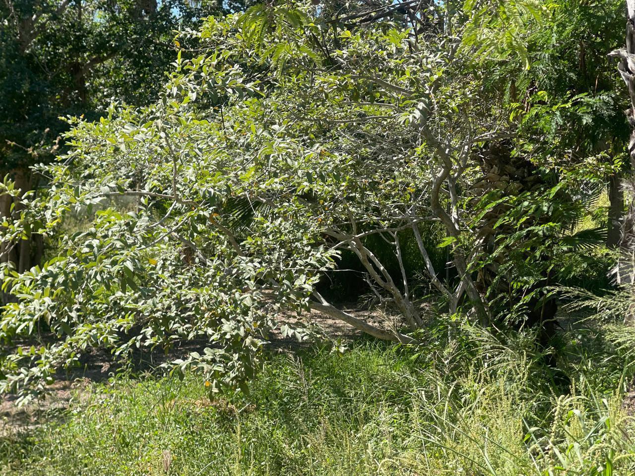S/N Nicolas Bravo, Lote Huerta Vieja, Pacific — photo 1 of 1
