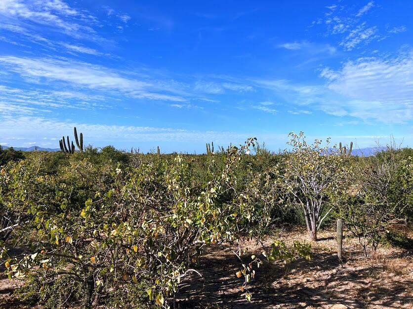 0245 Acre Lot, Bahia Turquesa Large Desert, La Paz — photo 1 of 9