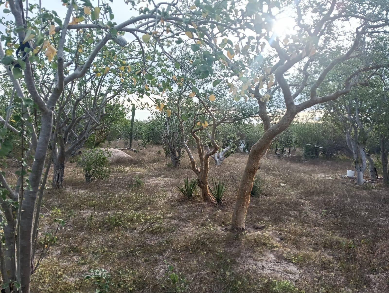 Torote Lot, La Paz — photo 1 of 11
