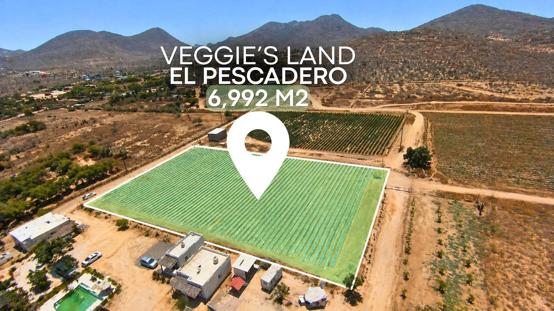 Veggie’S Land, Pacific — photo 1 of 8