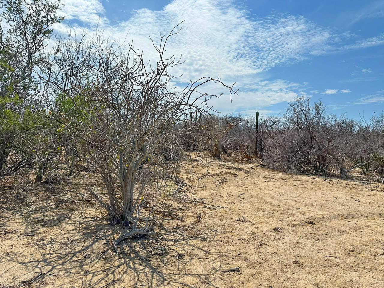 Candelilla Lot 24, East Cape — photo 1 of 7