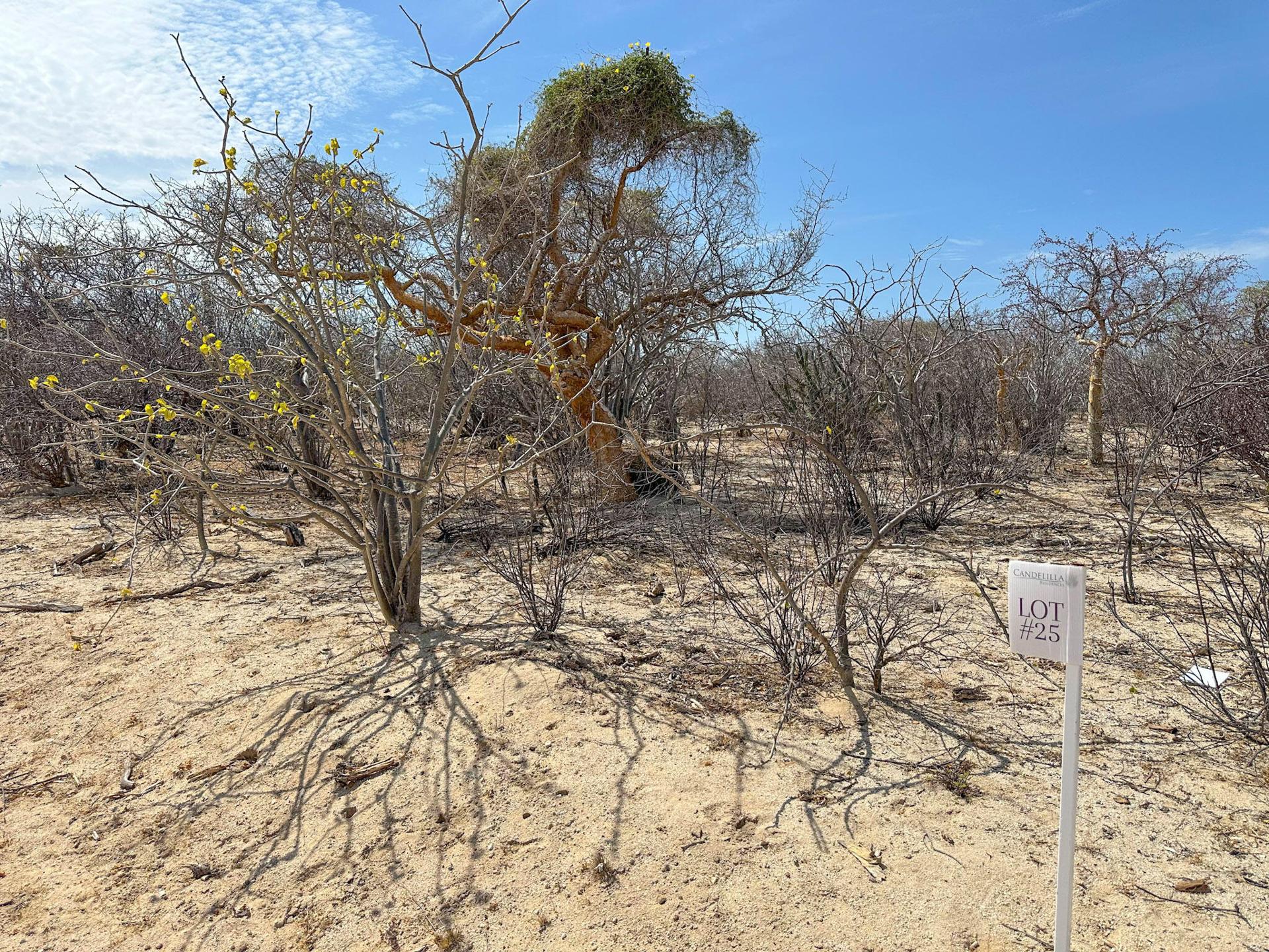 Candelilla Lot 25, East Cape — photo 1 of 13