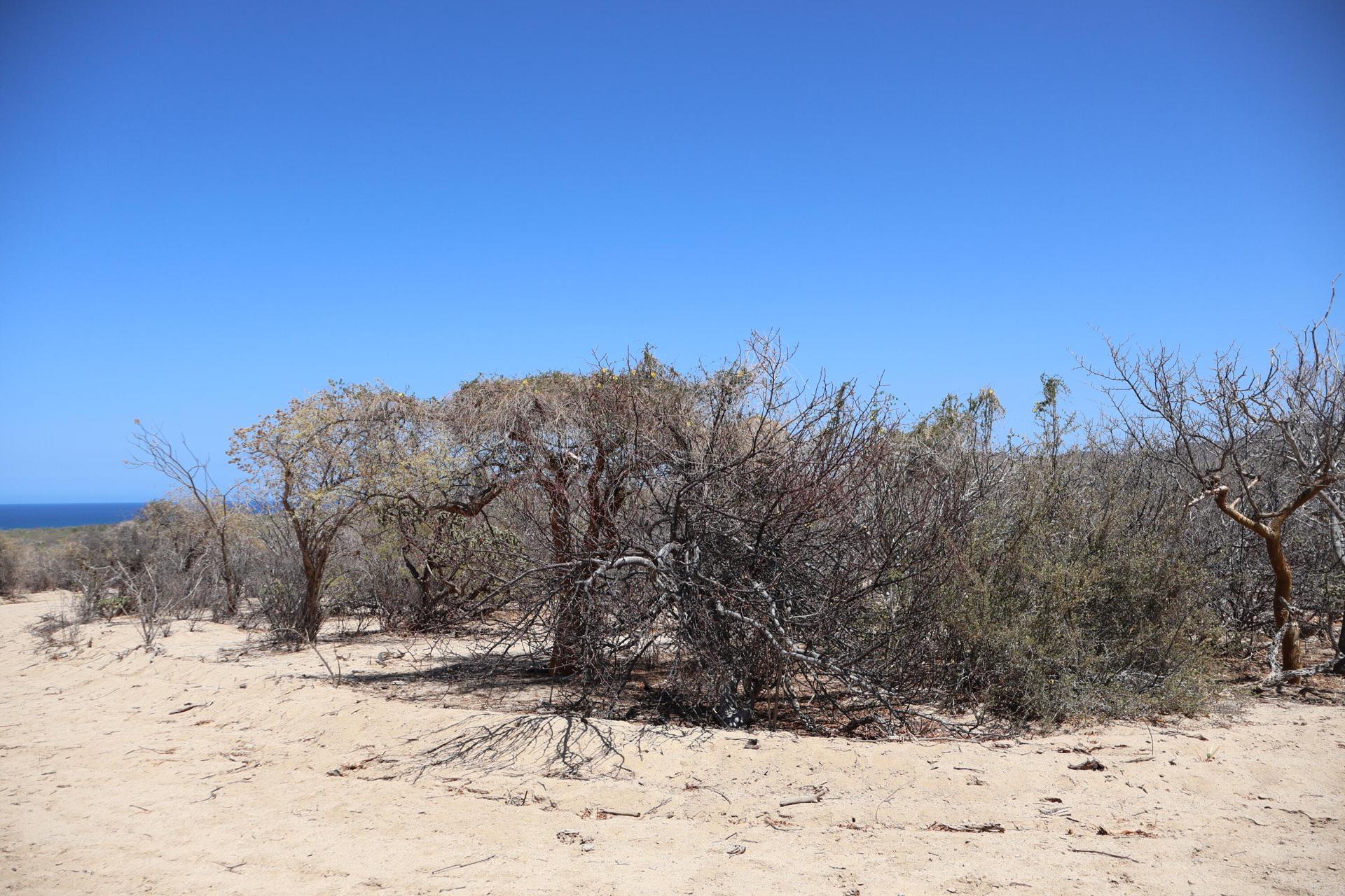 Candelilla Lot 23, East Cape — photo 1 of 15
